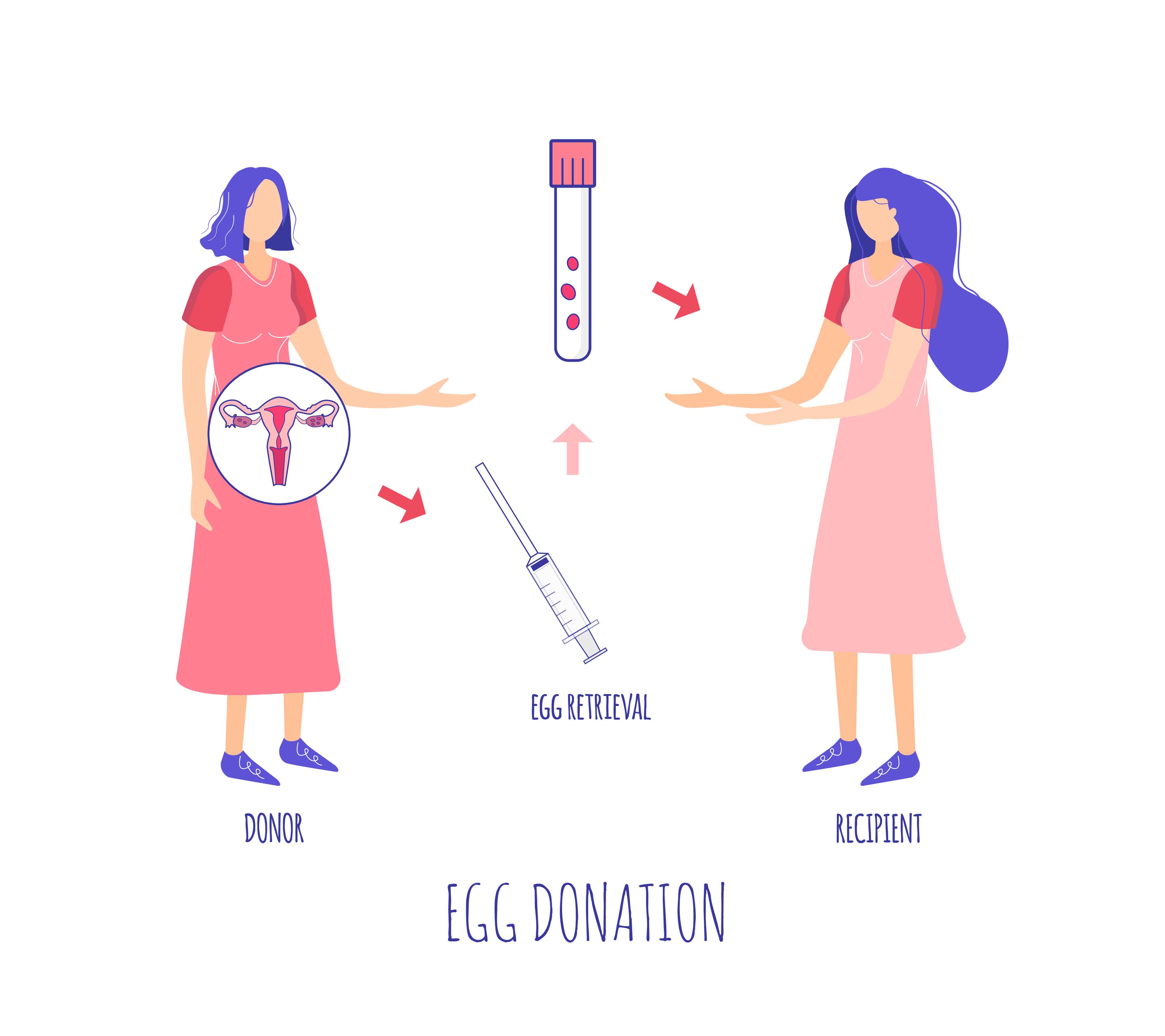 Egg donation. Egg retrieval. One woman donates own eggs to anoth